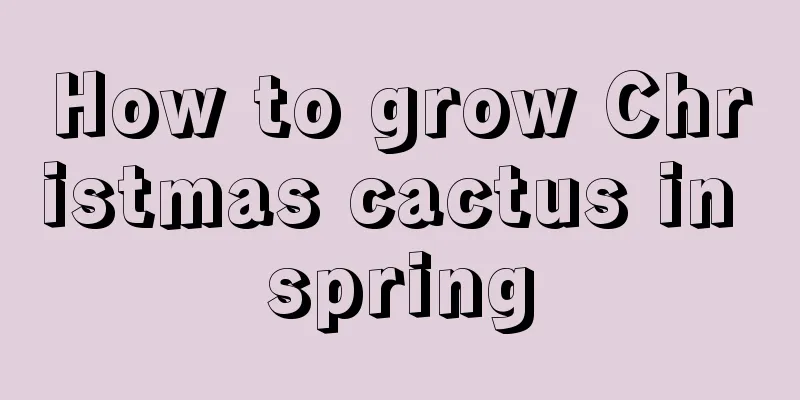 How to grow Christmas cactus in spring