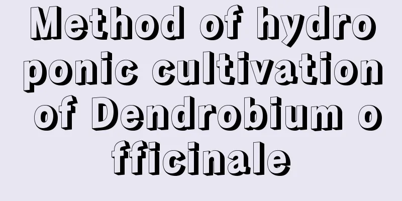 Method of hydroponic cultivation of Dendrobium officinale