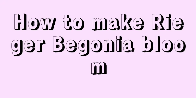 How to make Rieger Begonia bloom