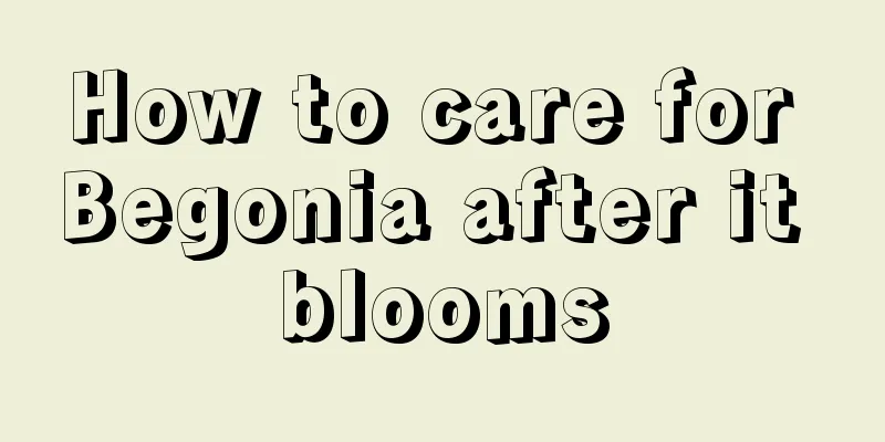 How to care for Begonia after it blooms