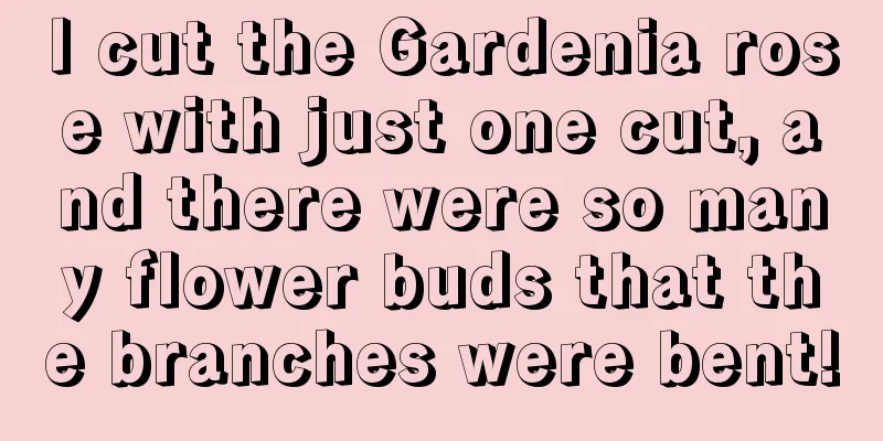 I cut the Gardenia rose with just one cut, and there were so many flower buds that the branches were bent!