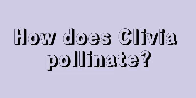 How does Clivia pollinate?