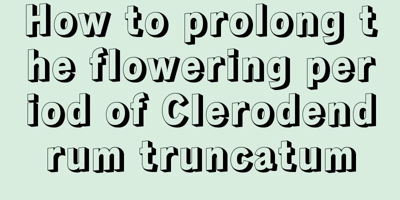 How to prolong the flowering period of Clerodendrum truncatum