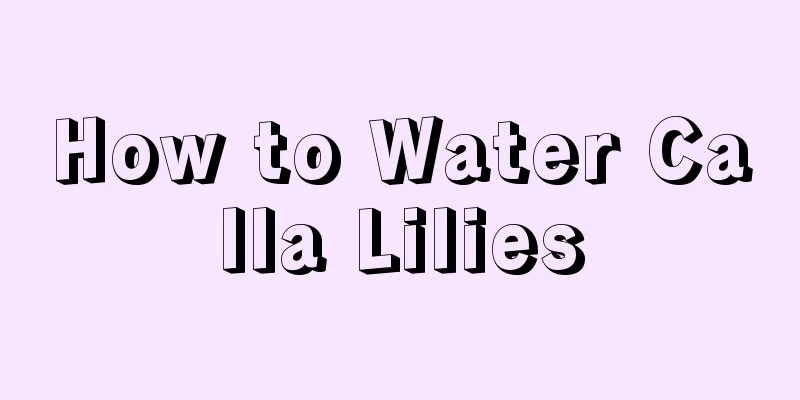 How to Water Calla Lilies