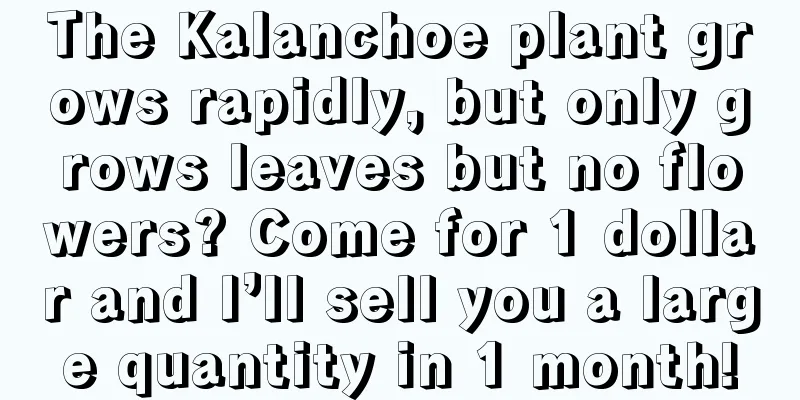 The Kalanchoe plant grows rapidly, but only grows leaves but no flowers? Come for 1 dollar and I’ll sell you a large quantity in 1 month!