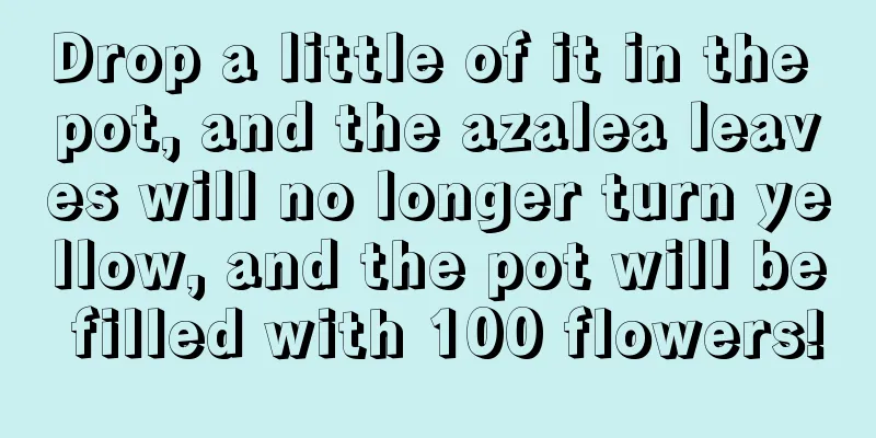 Drop a little of it in the pot, and the azalea leaves will no longer turn yellow, and the pot will be filled with 100 flowers!