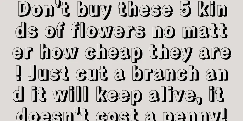 Don’t buy these 5 kinds of flowers no matter how cheap they are! Just cut a branch and it will keep alive, it doesn’t cost a penny!