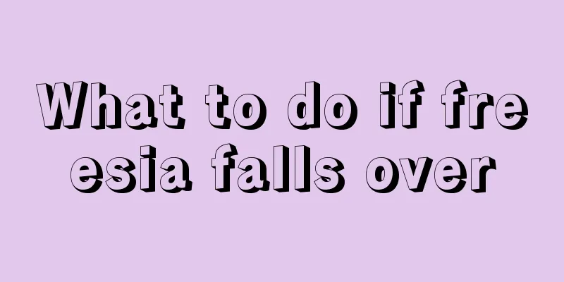 What to do if freesia falls over