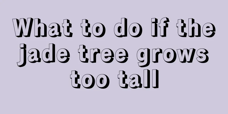 What to do if the jade tree grows too tall