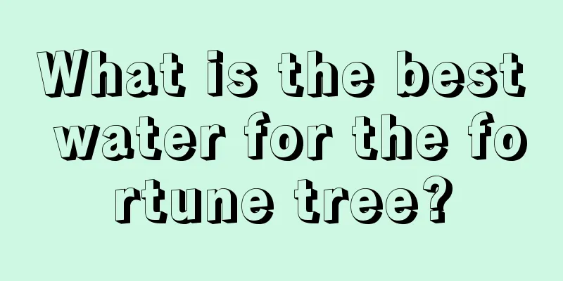 What is the best water for the fortune tree?