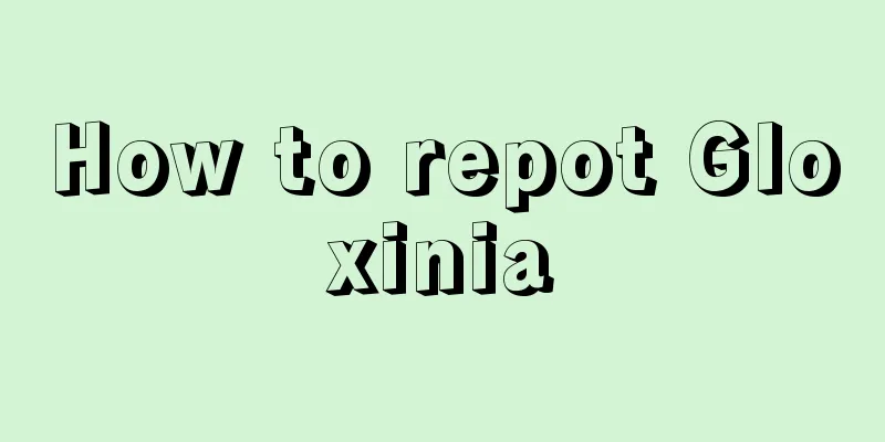 How to repot Gloxinia