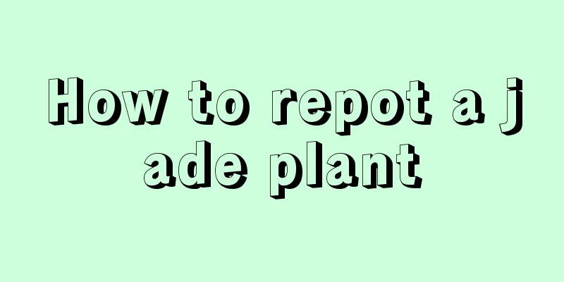 How to repot a jade plant