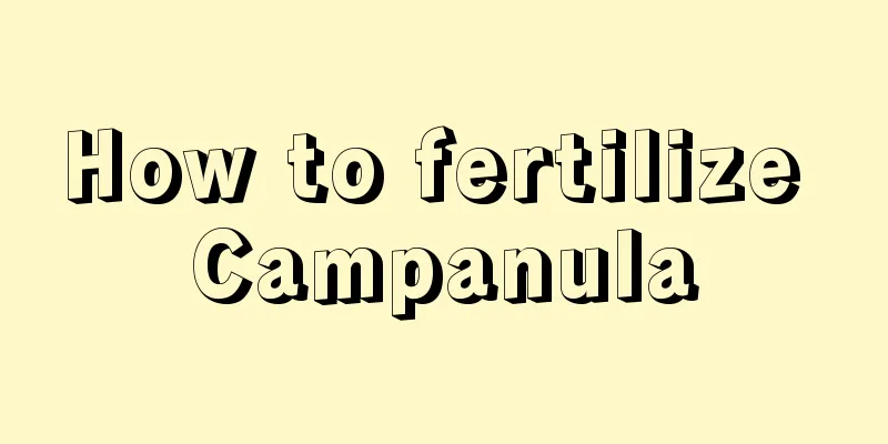 How to fertilize Campanula