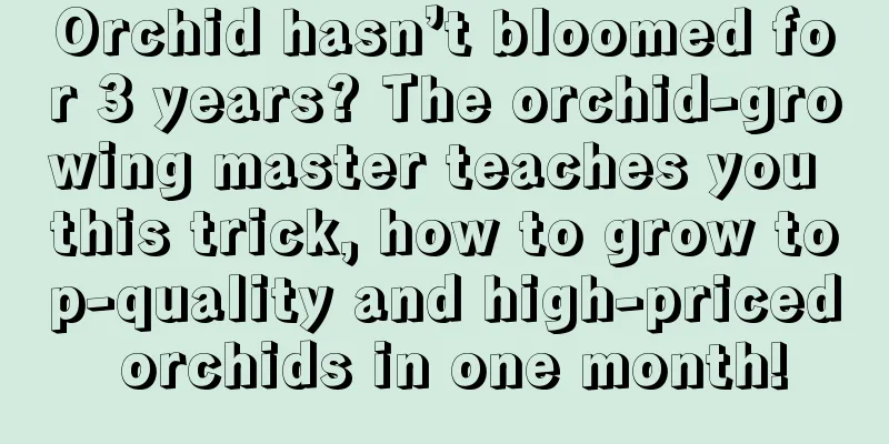 Orchid hasn’t bloomed for 3 years? The orchid-growing master teaches you this trick, how to grow top-quality and high-priced orchids in one month!