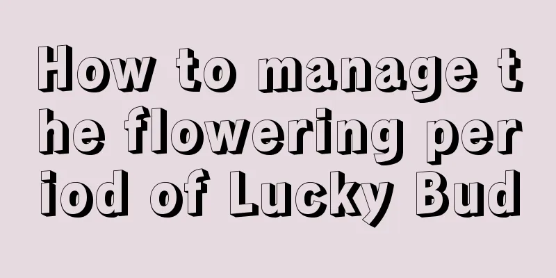 How to manage the flowering period of Lucky Bud