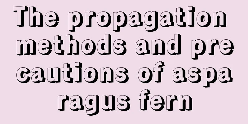 The propagation methods and precautions of asparagus fern