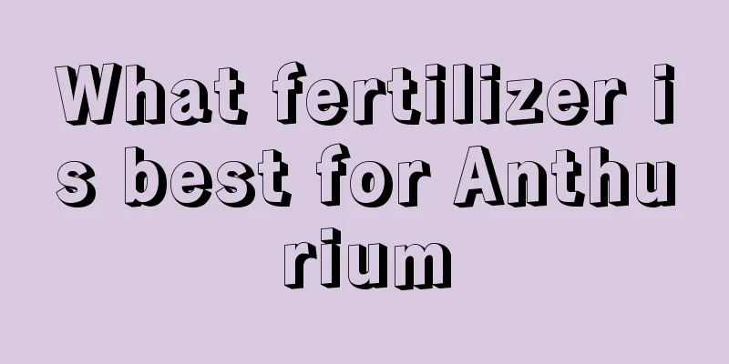 What fertilizer is best for Anthurium