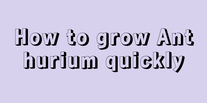 How to grow Anthurium quickly