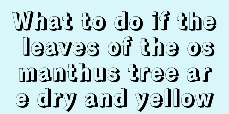 What to do if the leaves of the osmanthus tree are dry and yellow