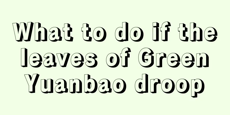 What to do if the leaves of Green Yuanbao droop