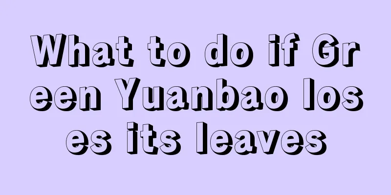 What to do if Green Yuanbao loses its leaves