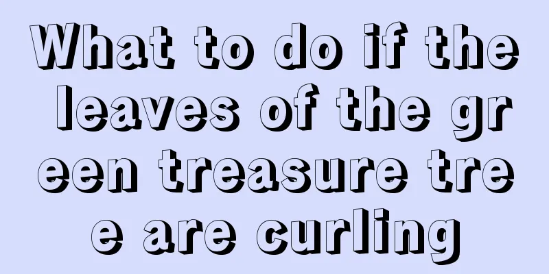 What to do if the leaves of the green treasure tree are curling