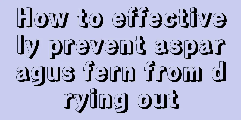 How to effectively prevent asparagus fern from drying out