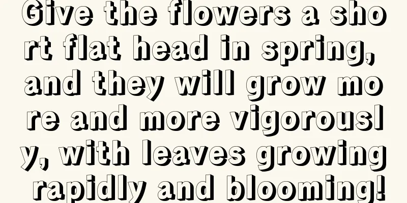 Give the flowers a short flat head in spring, and they will grow more and more vigorously, with leaves growing rapidly and blooming!