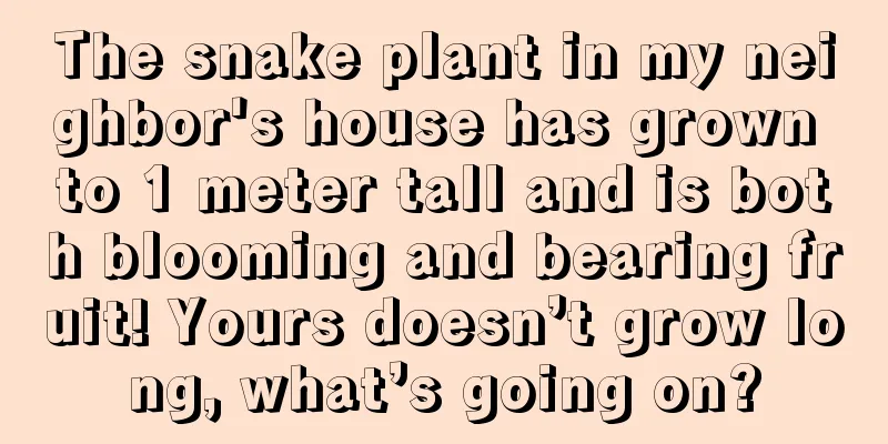 The snake plant in my neighbor's house has grown to 1 meter tall and is both blooming and bearing fruit! Yours doesn’t grow long, what’s going on?