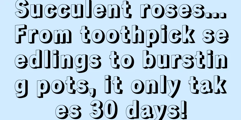 Succulent roses...From toothpick seedlings to bursting pots, it only takes 30 days!