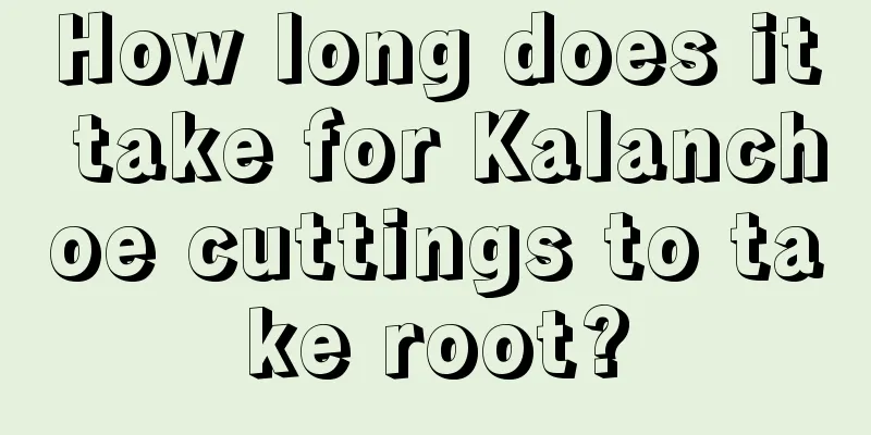 How long does it take for Kalanchoe cuttings to take root?