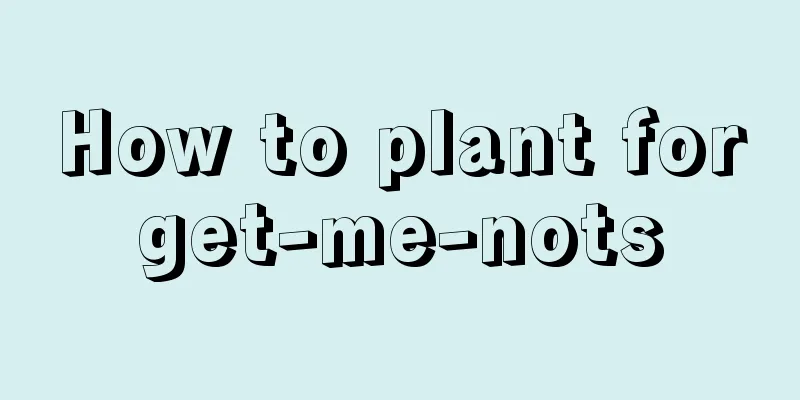 How to plant forget-me-nots