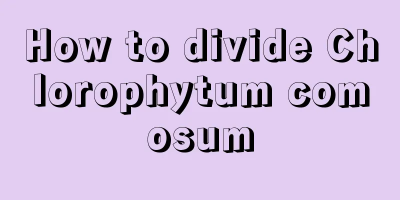 How to divide Chlorophytum comosum