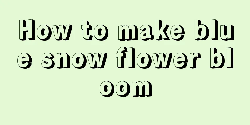 How to make blue snow flower bloom