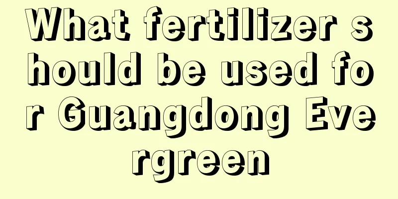 What fertilizer should be used for Guangdong Evergreen