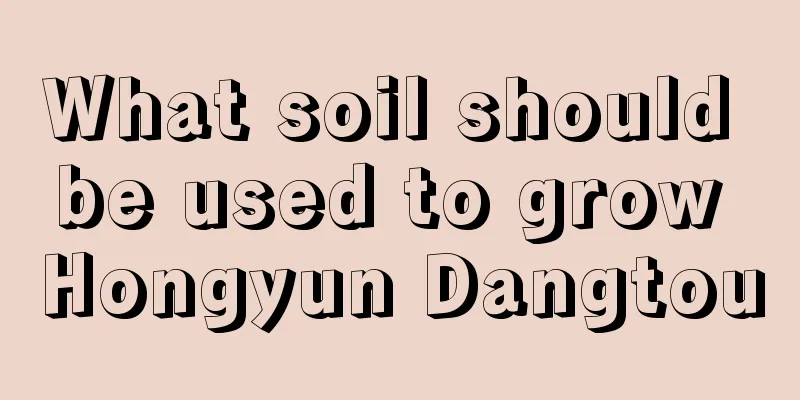 What soil should be used to grow Hongyun Dangtou