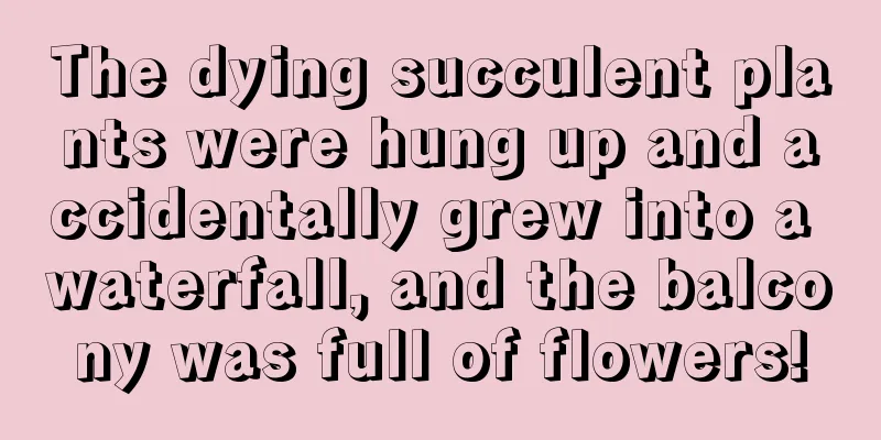 The dying succulent plants were hung up and accidentally grew into a waterfall, and the balcony was full of flowers!