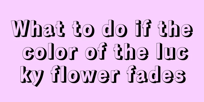 What to do if the color of the lucky flower fades