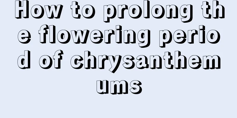 How to prolong the flowering period of chrysanthemums