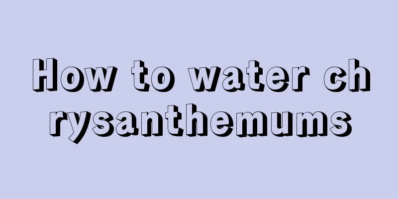 How to water chrysanthemums