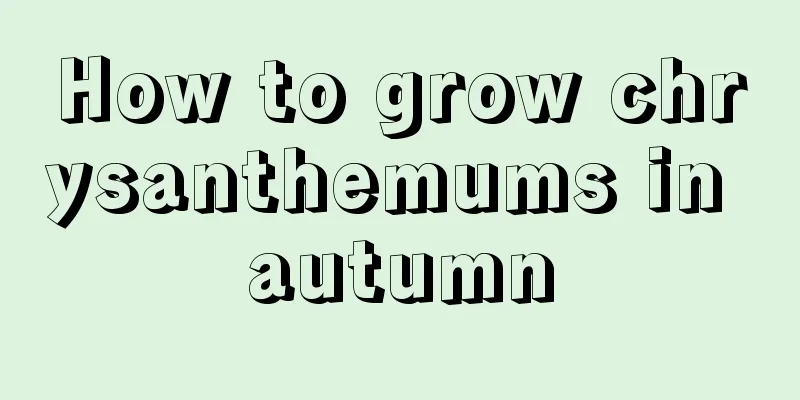 How to grow chrysanthemums in autumn