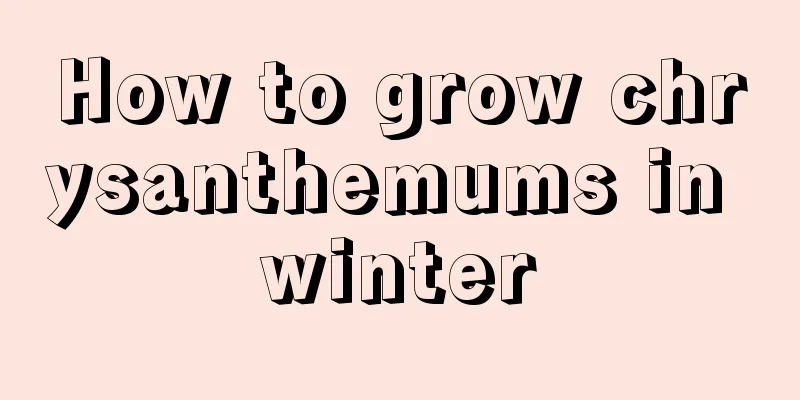 How to grow chrysanthemums in winter