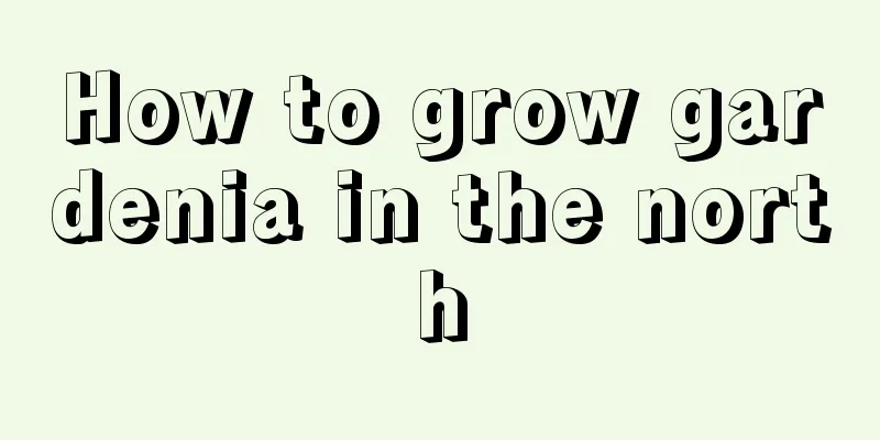 How to grow gardenia in the north