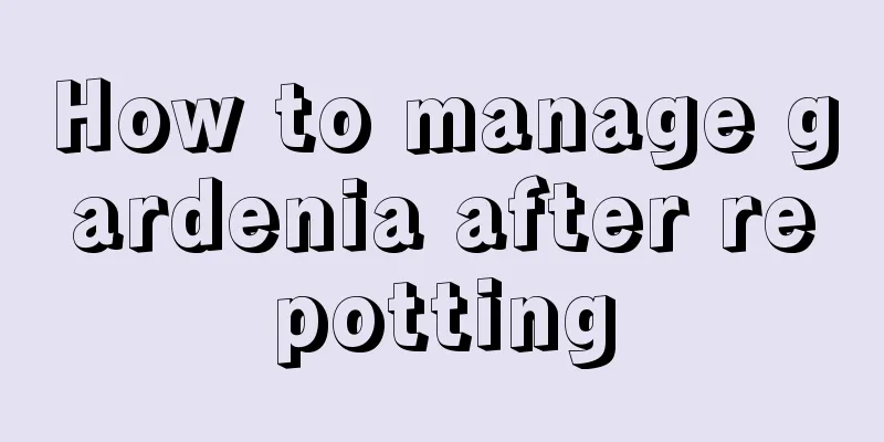 How to manage gardenia after repotting