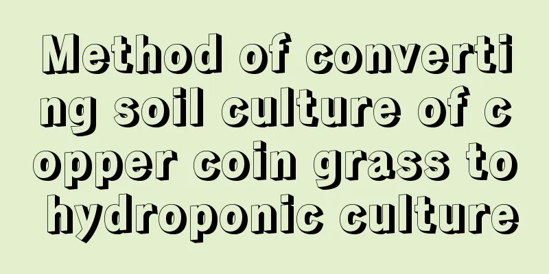 Method of converting soil culture of copper coin grass to hydroponic culture