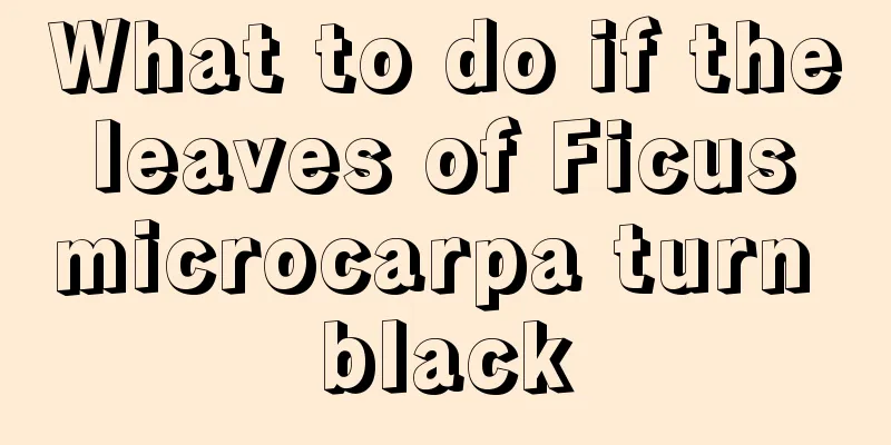 What to do if the leaves of Ficus microcarpa turn black