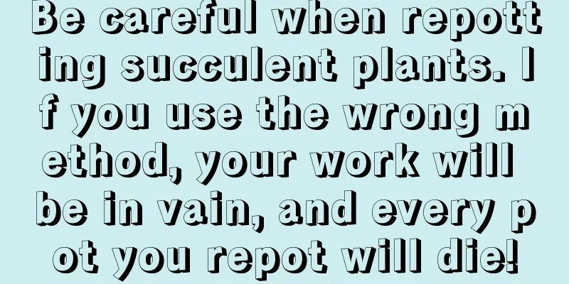 Be careful when repotting succulent plants. If you use the wrong method, your work will be in vain, and every pot you repot will die!