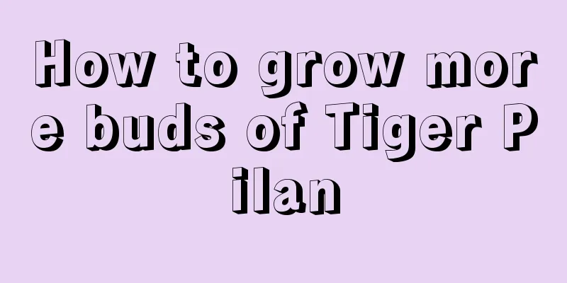 How to grow more buds of Tiger Pilan