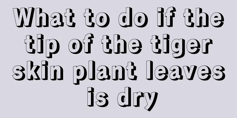 What to do if the tip of the tiger skin plant leaves is dry