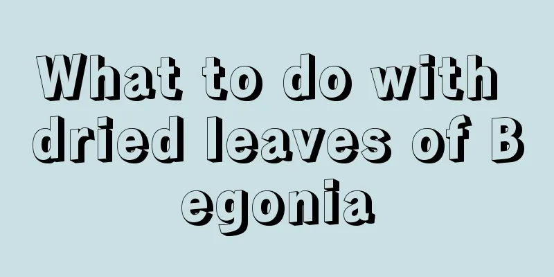 What to do with dried leaves of Begonia